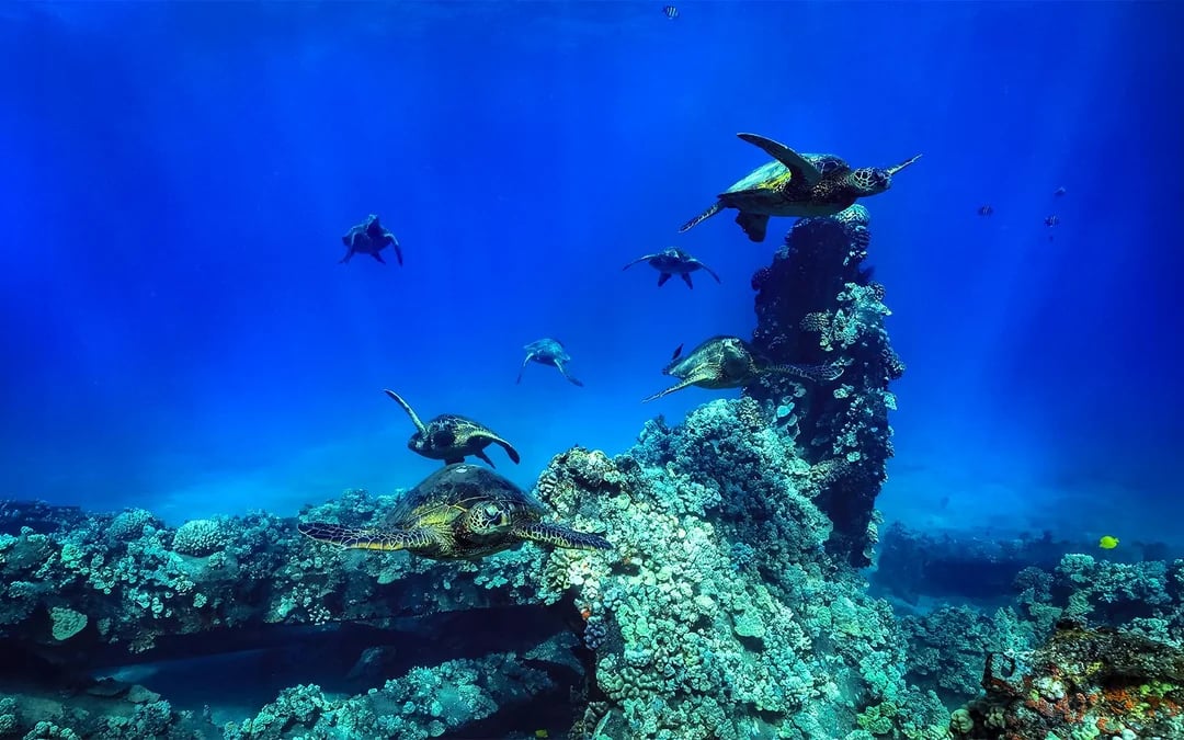 Luxury West Maui Snorkel Sail with Open Bar and BBQ Lunch Image 10