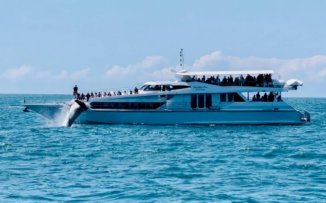 Luxury Yacht Whale Watching Tour With Marine Biologist Image 1