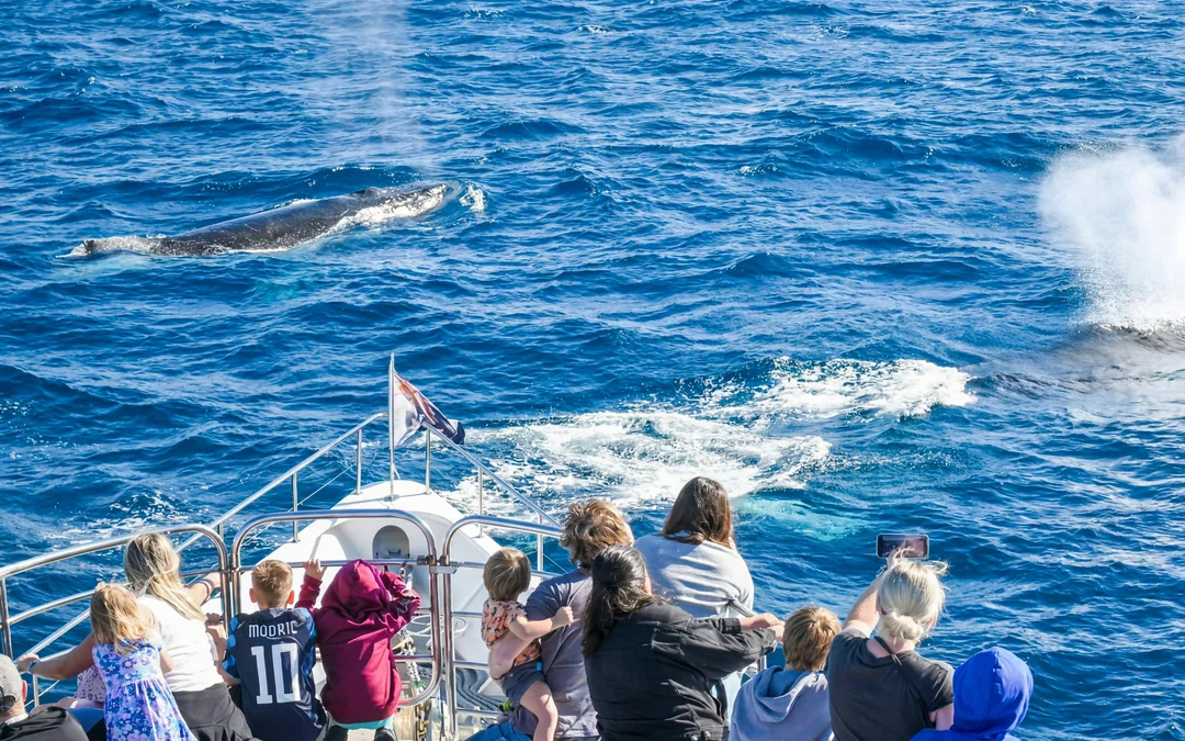 Luxury Yacht Whale Watching Tour With Marine Biologist Image 2