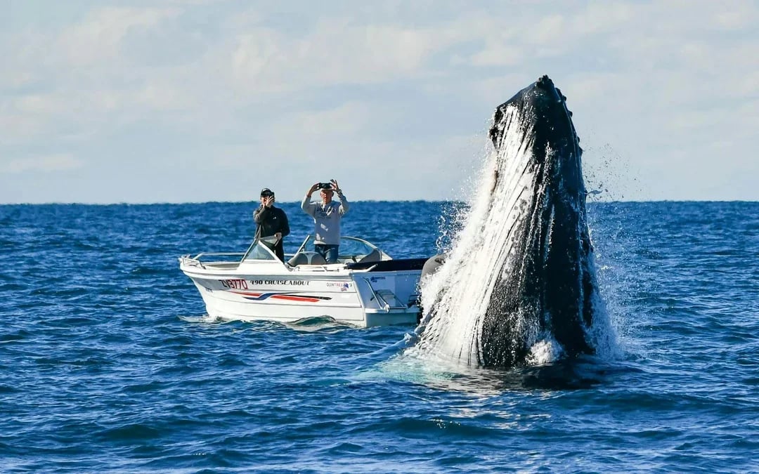 Luxury Yacht Whale Watching Tour With Marine Biologist Image 8