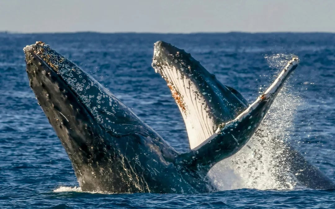 Luxury Yacht Whale Watching Tour With Marine Biologist Image 9