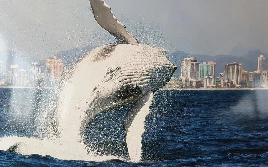 Luxury Yacht Whale Watching Tour With Marine Biologist Image 10