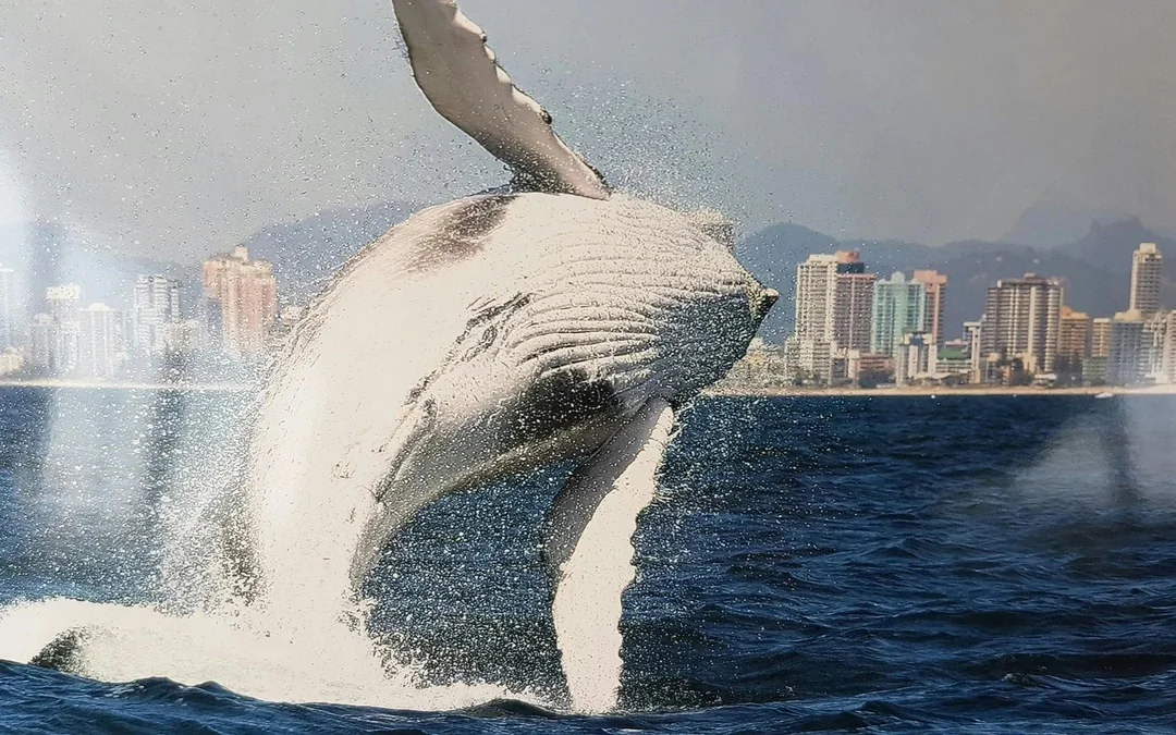 Luxury Yacht Whale Watching Tour With Marine Biologist Image 10