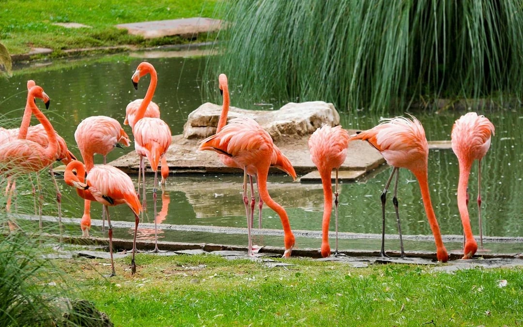 Madrid Zoo Aquarium Entry Tickets Image 5
