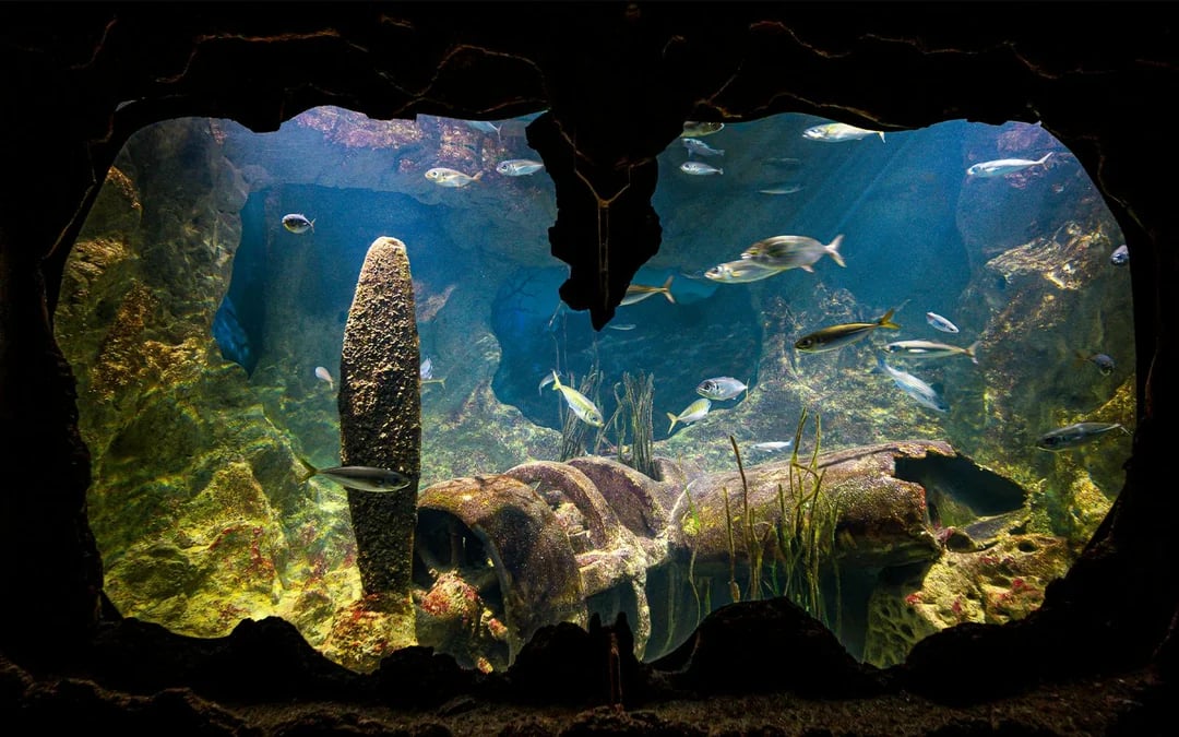Malta National Aquarium Skip-the-Line Tickets Image 4
