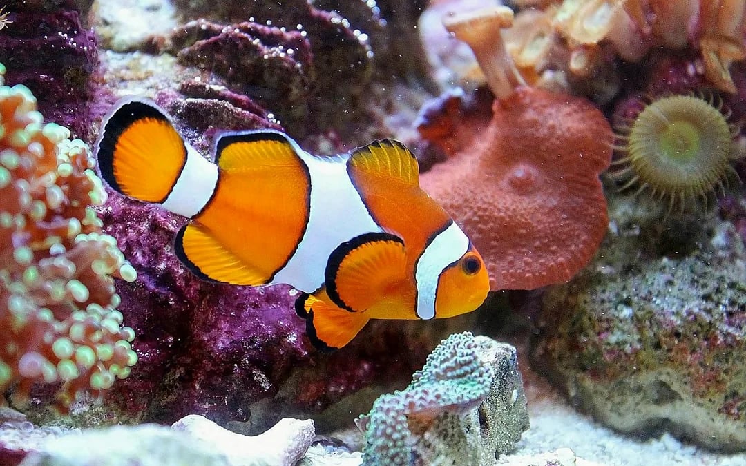 Malta National Aquarium Skip-the-Line Tickets Image 8