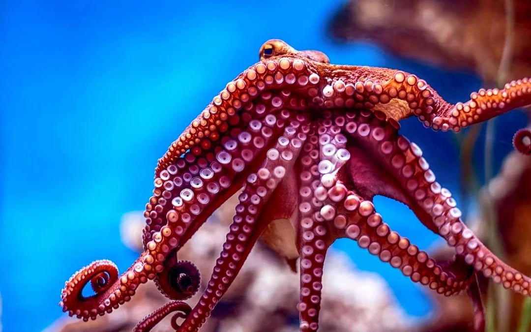 Malta National Aquarium Skip-the-Line Tickets Image 9