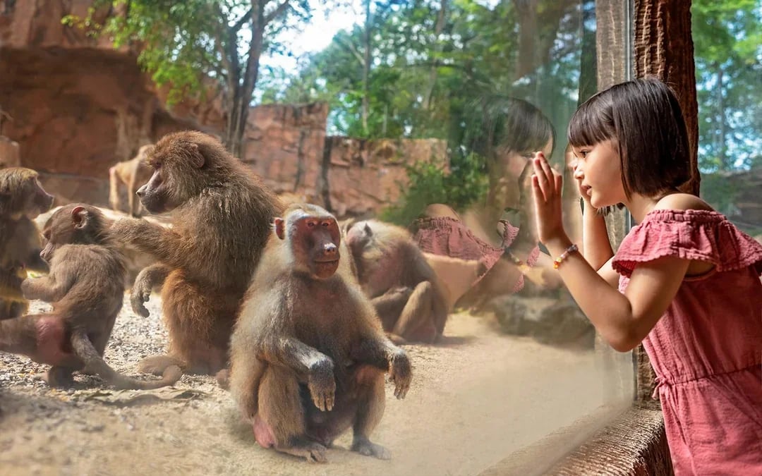 Mandai Wildlife Destination Pass Image 5