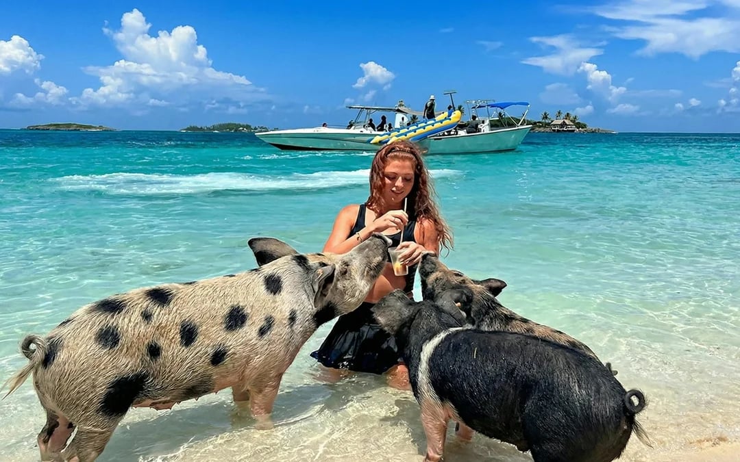 Mansa Bay Private Island: Swim with Pigs Half Day Trip with Snorkelling & Lunch Image 5