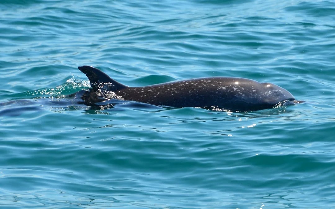 Manuel Antonio Catamaran Cruise with Snorkeling at Biesanz Bay and Onboard Barbecue Lunch Image 1