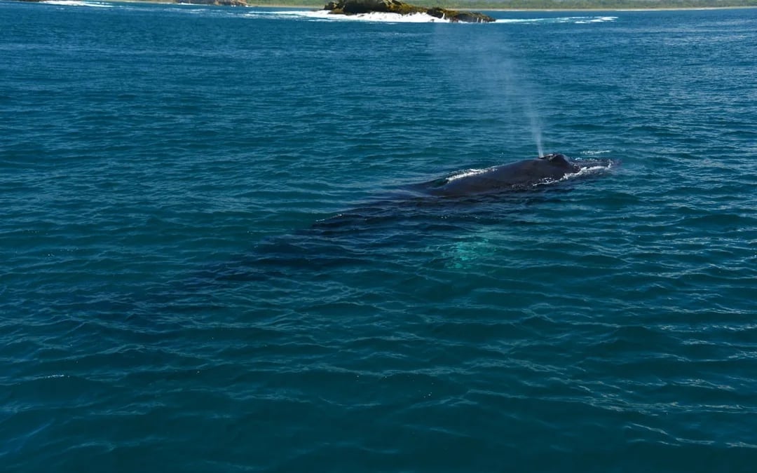 Manuel Antonio Catamaran Cruise with Snorkeling at Biesanz Bay and Onboard Barbecue Lunch Image 2