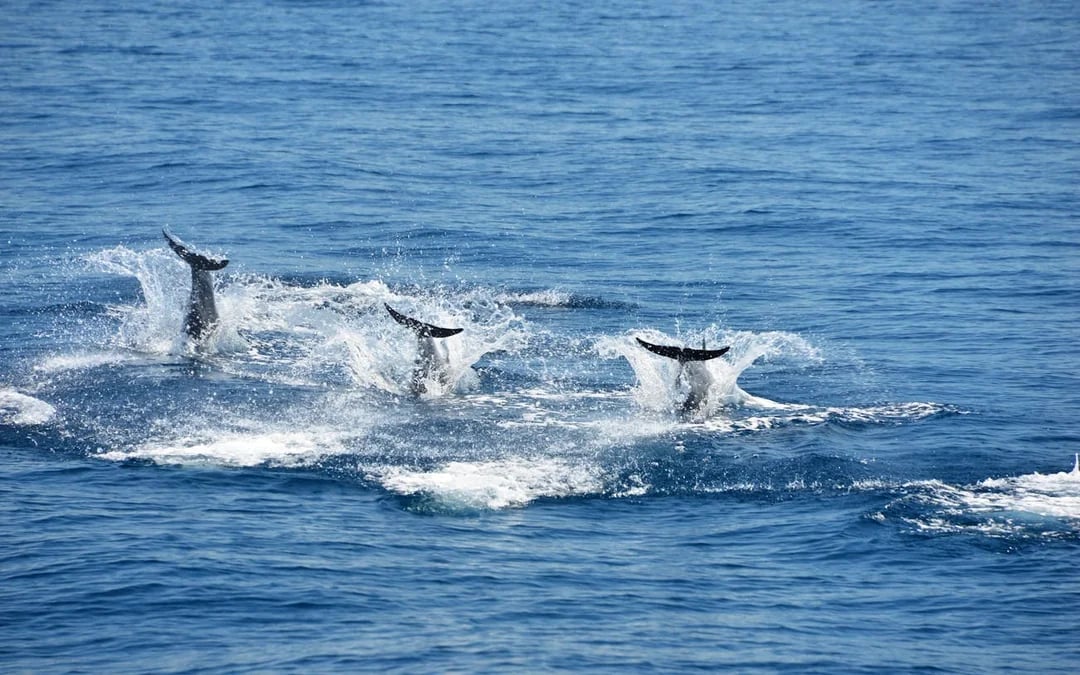 Manuel Antonio Catamaran Cruise with Snorkeling at Biesanz Bay and Onboard Barbecue Lunch Image 3