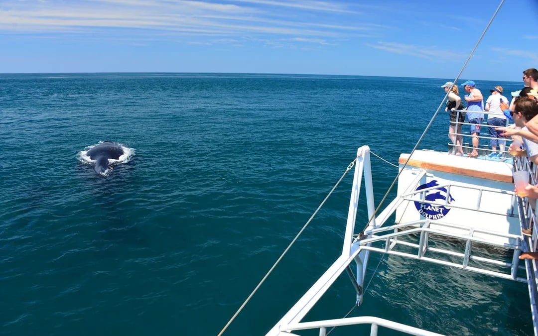 Manuel Antonio Catamaran Cruise with Snorkeling at Biesanz Bay and Onboard Barbecue Lunch Image 4