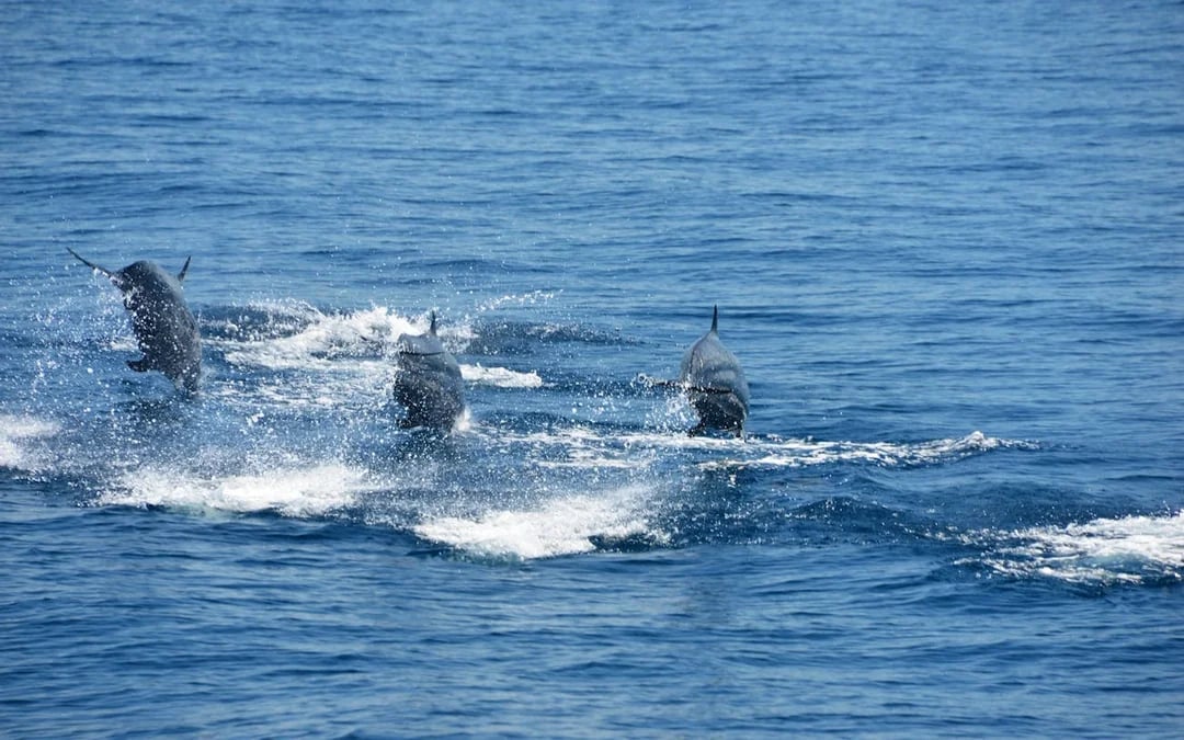 Manuel Antonio Catamaran Cruise with Snorkeling at Biesanz Bay and Onboard Barbecue Lunch Image 5