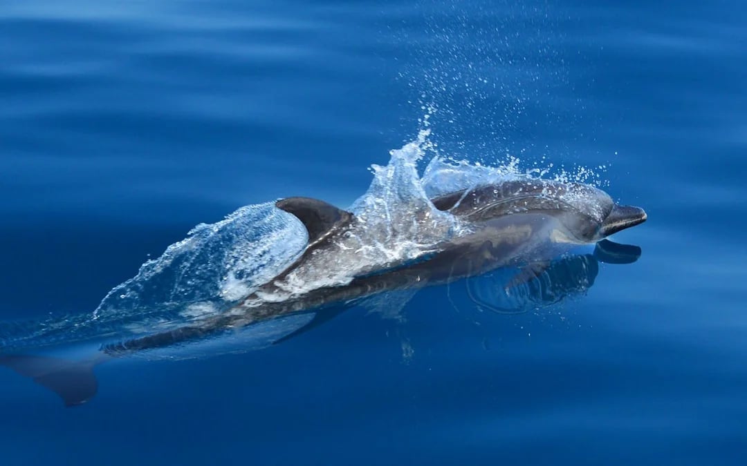 Manuel Antonio Catamaran Cruise with Snorkeling at Biesanz Bay and Onboard Barbecue Lunch Image 7
