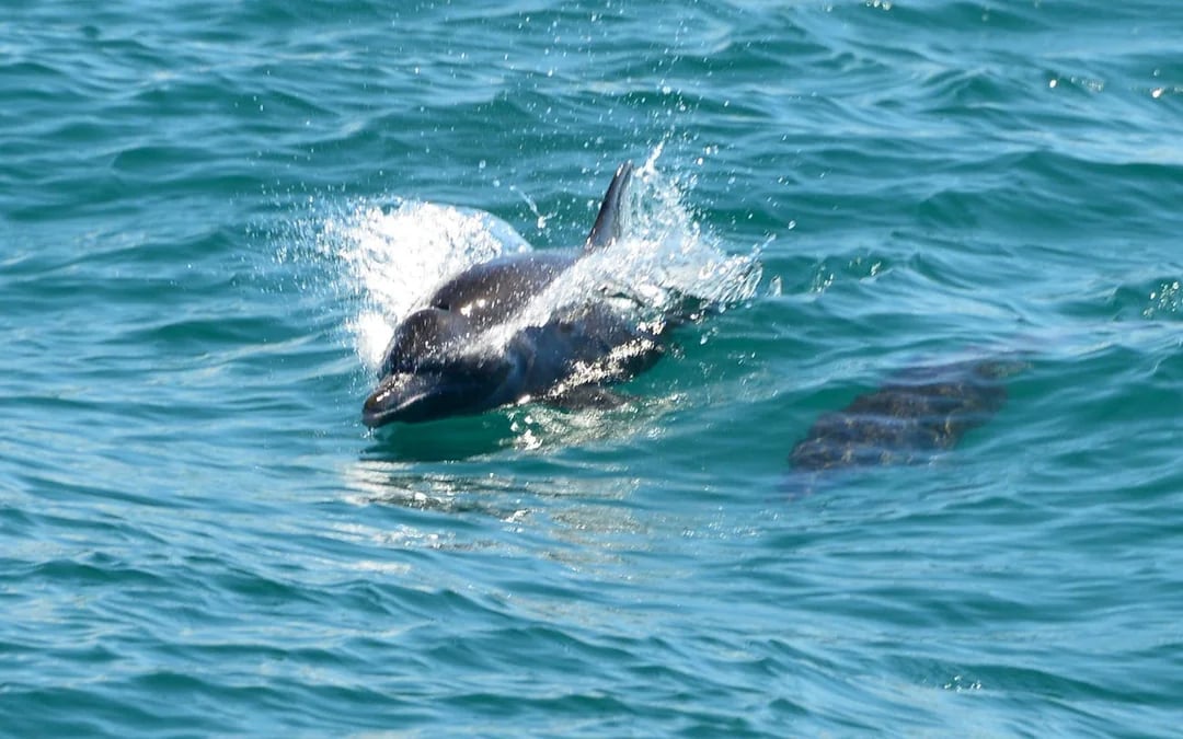 Manuel Antonio Catamaran Cruise with Snorkeling at Biesanz Bay and Onboard Barbecue Lunch Image 8