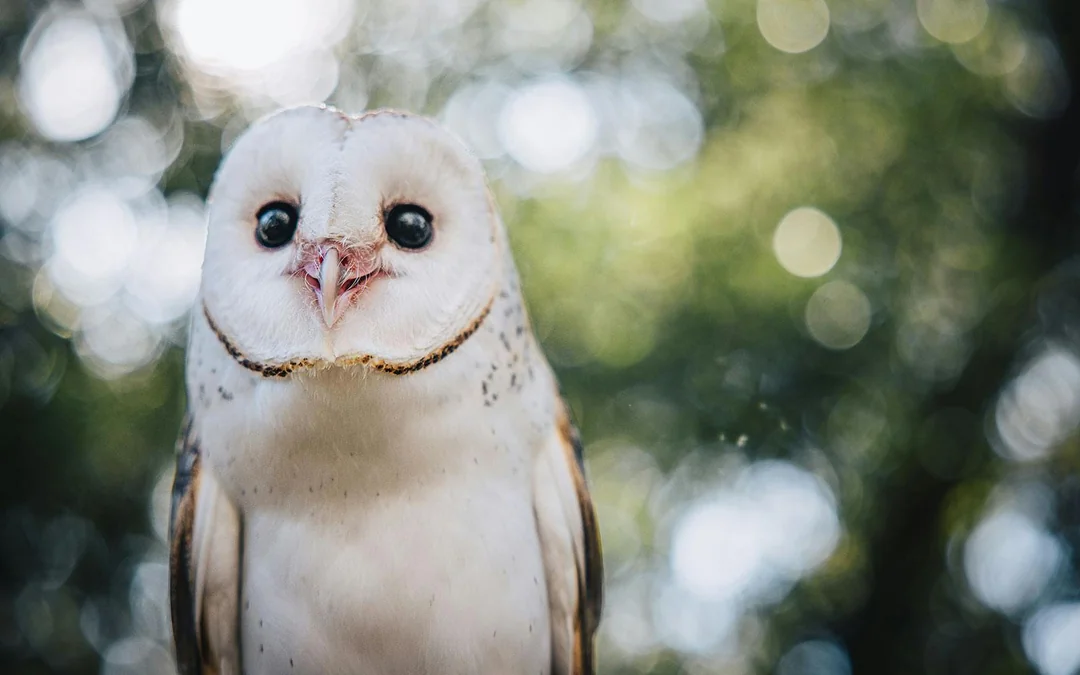 Margaret River: Capes Raptor Centre Tickets with Birds of Prey Show & Owl Photo Image 1