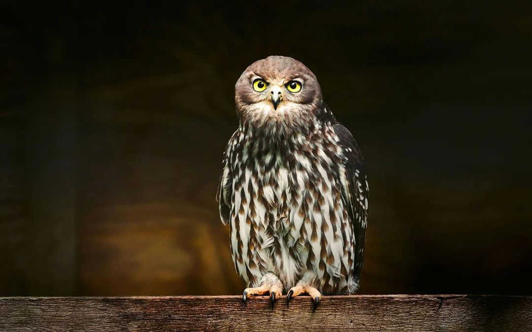 Margaret River: Capes Raptor Centre Tickets with Birds of Prey Show & Owl Photo Image 2