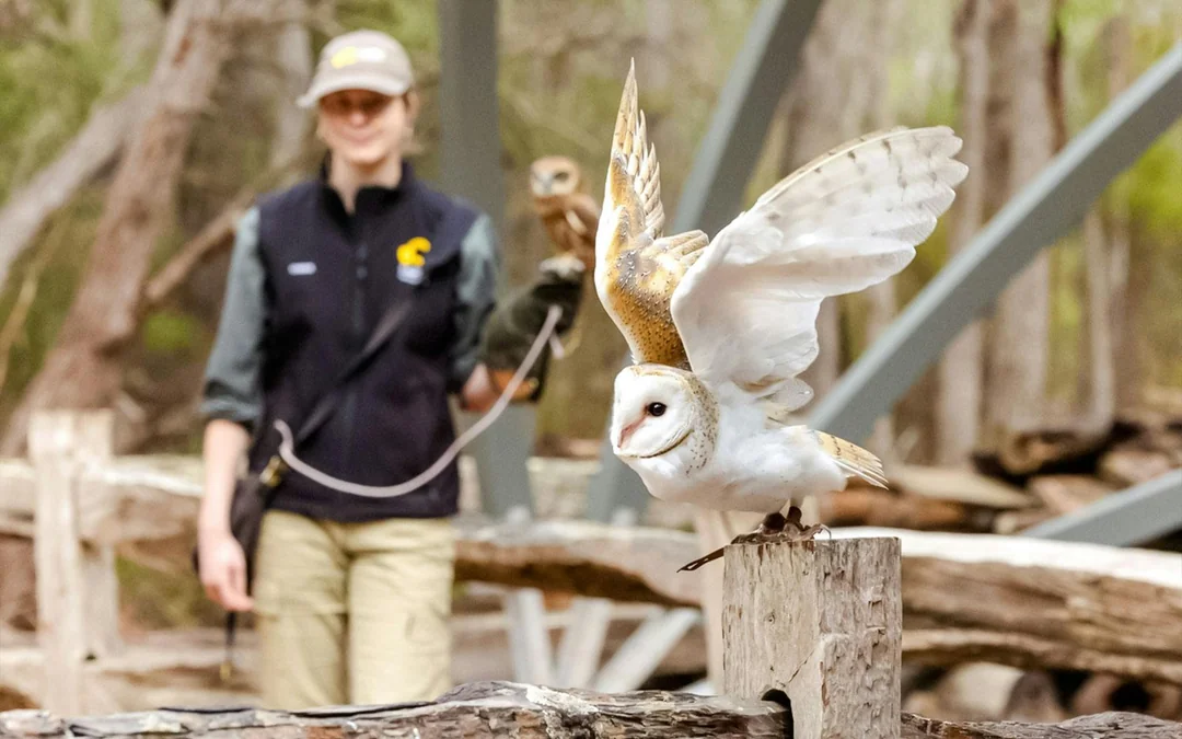 Margaret River: Capes Raptor Centre Tickets with Birds of Prey Show & Owl Photo Image 4