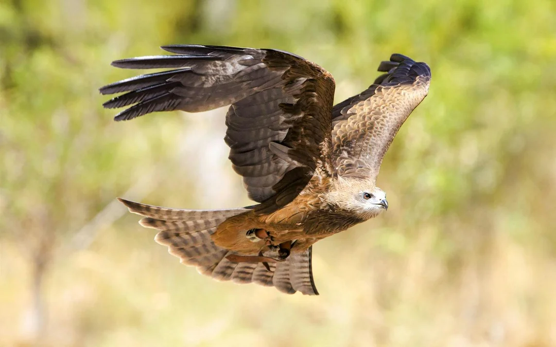 Margaret River: Capes Raptor Centre Tickets with Birds of Prey Show & Owl Photo Image 5