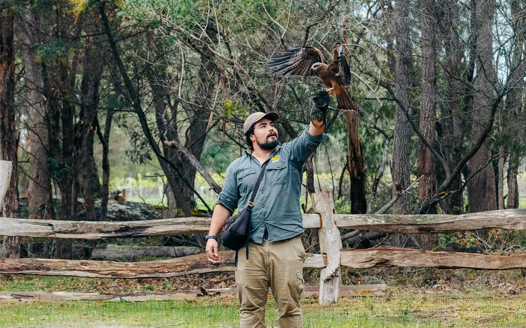Margaret River: Capes Raptor Centre Tickets with Birds of Prey Show & Owl Photo Image 9