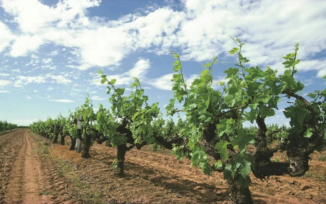 Margaret River Chocolate, Nougat, Wine and Coastal Tour Image 5