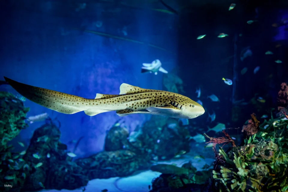 Marine Safari Bali (Oversea) in Bali | Indonesia