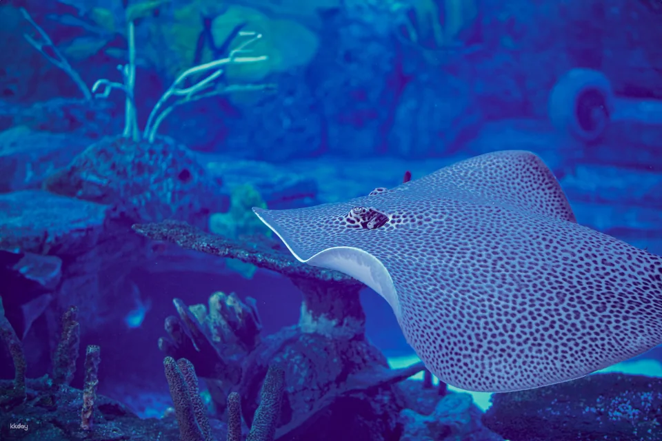 Marine Safari Bali (Oversea) in Bali | Indonesia