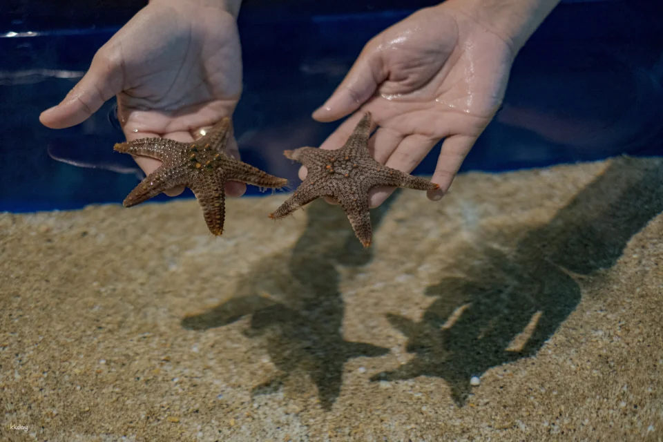 Marine Safari Bali (Oversea) in Bali | Indonesia