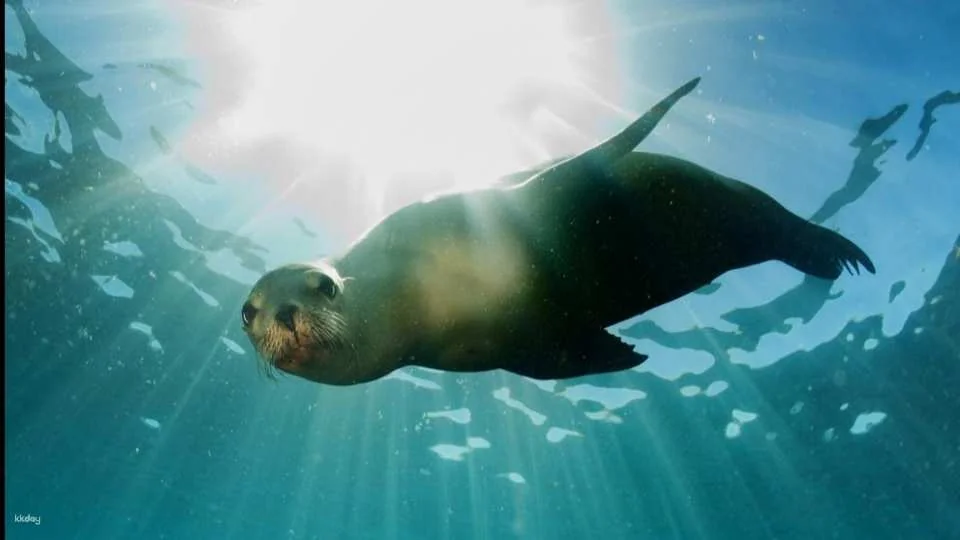 Marine Safari Bali (Oversea) in Bali | Indonesia
