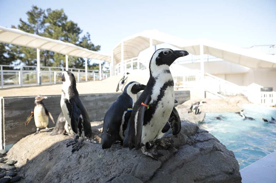 Marine World Uminonakamichi Aquarium Ticket | Fukuoka