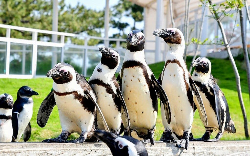 Marine World Uminonakamichi Tickets Image 3