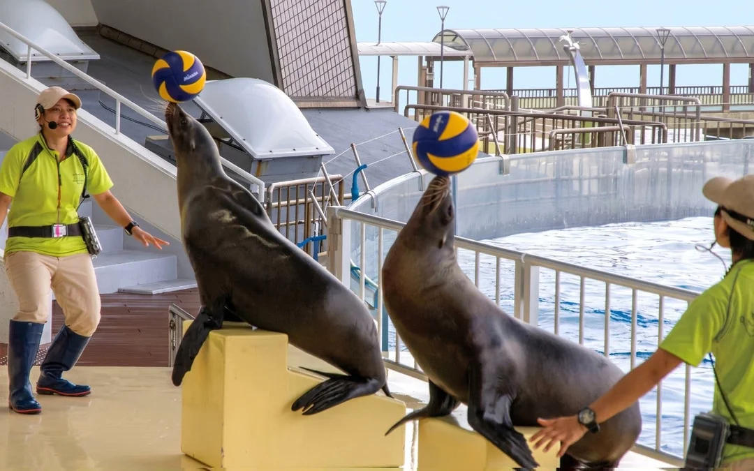 Marine World Uminonakamichi Tickets Image 4