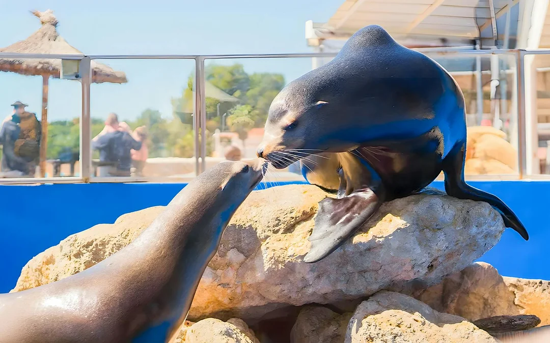 Marineland Mallorca Entry Tickets Image 4