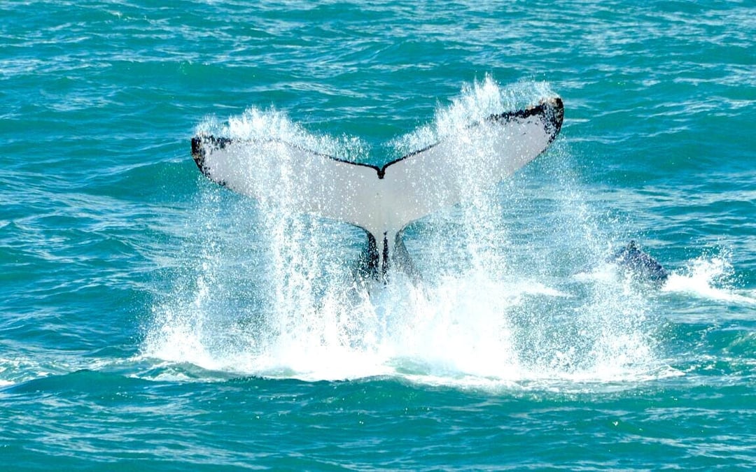 Marino Ballena National Park Whale Watching Boat Tour with Naturalist Guide and Snorkeling Equipment Image 1