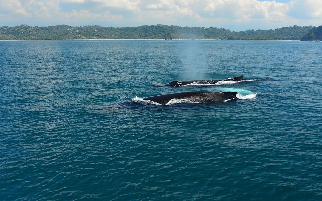 Marino Ballena National Park Whale Watching Boat Tour with Naturalist Guide and Snorkeling Equipment Image 2