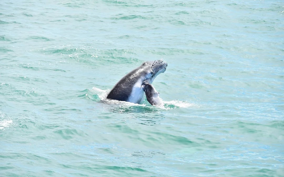 Marino Ballena National Park Whale Watching Boat Tour with Naturalist Guide and Snorkeling Equipment Image 3