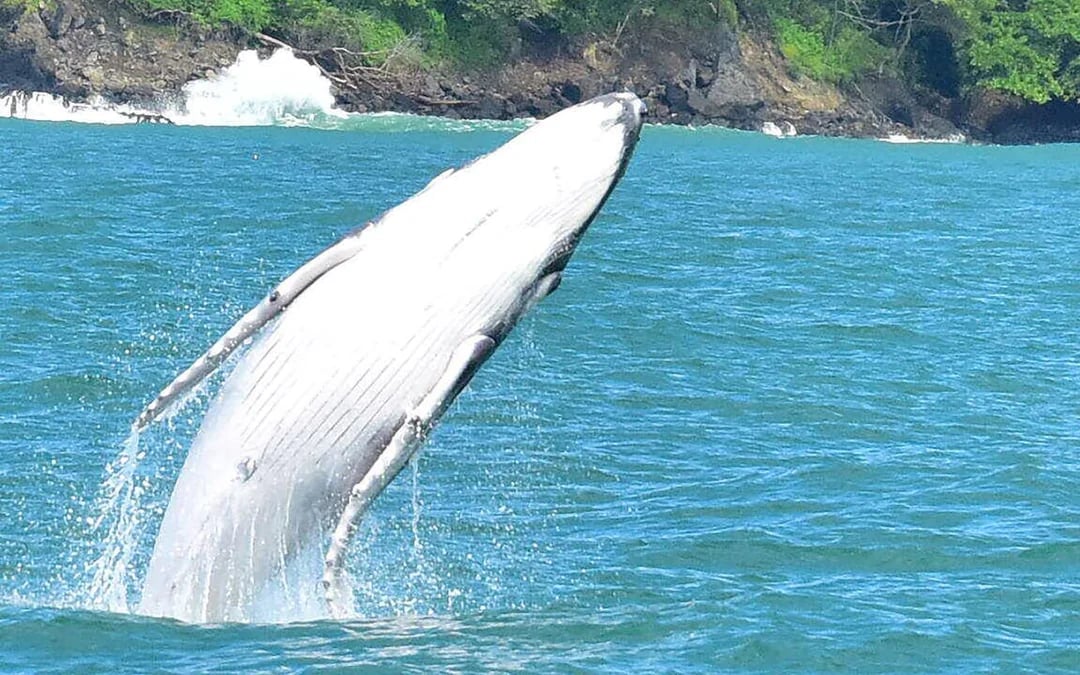 Marino Ballena National Park Whale Watching Boat Tour with Naturalist Guide and Snorkeling Equipment Image 4