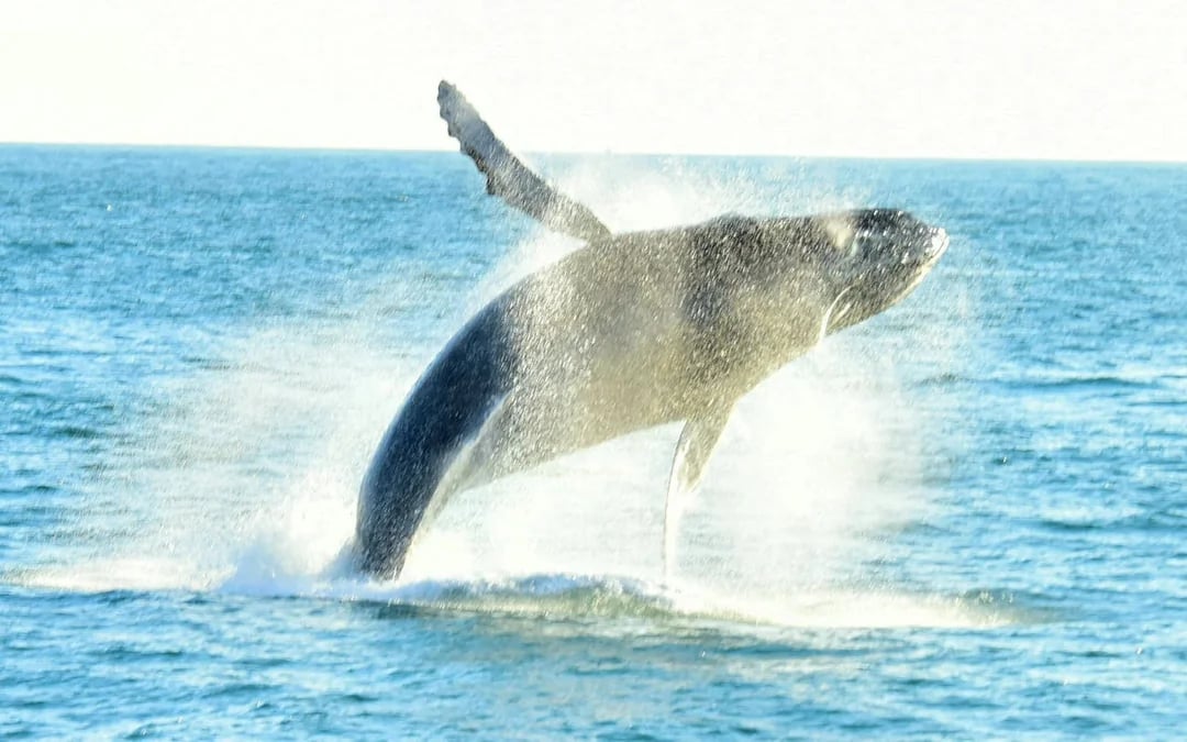 Marino Ballena National Park Whale Watching Boat Tour with Naturalist Guide and Snorkeling Equipment Image 5