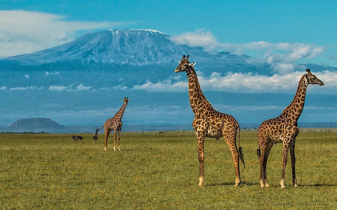 Masai Mara, Chyulu Hills, Tsavo & Diani Beach Multi-Day Safari and Beach Tour Image 1