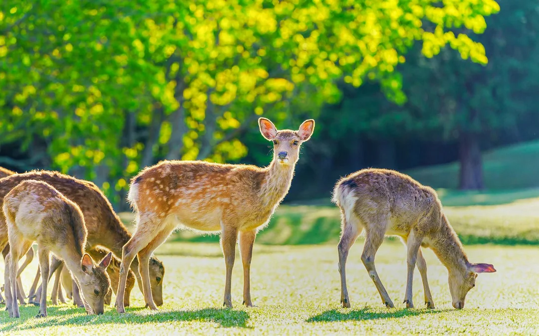 Matcha Tour: Nara Park, Uji, and Hot Spring from Osaka Image 2