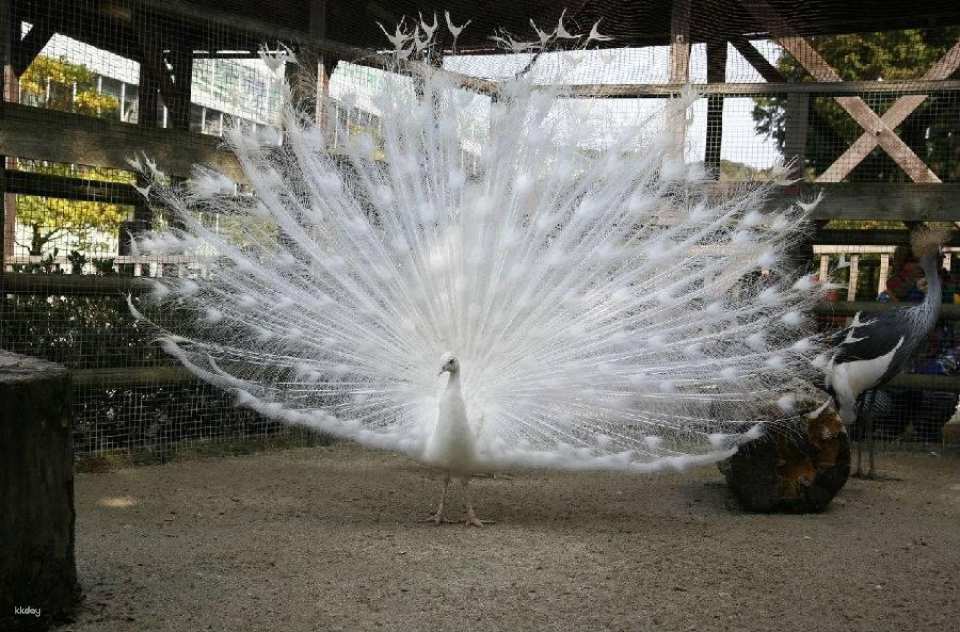 Matsue Flower and Bird Garden Tickets (Shimane, Japan)