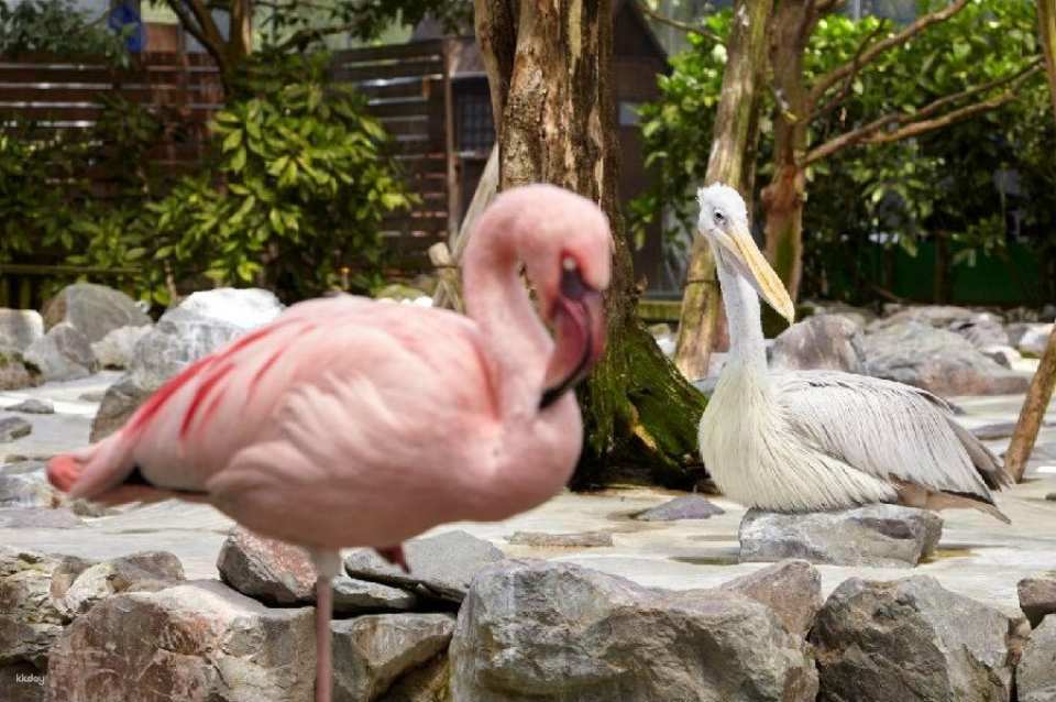 Matsue Flower and Bird Garden Tickets (Shimane, Japan)