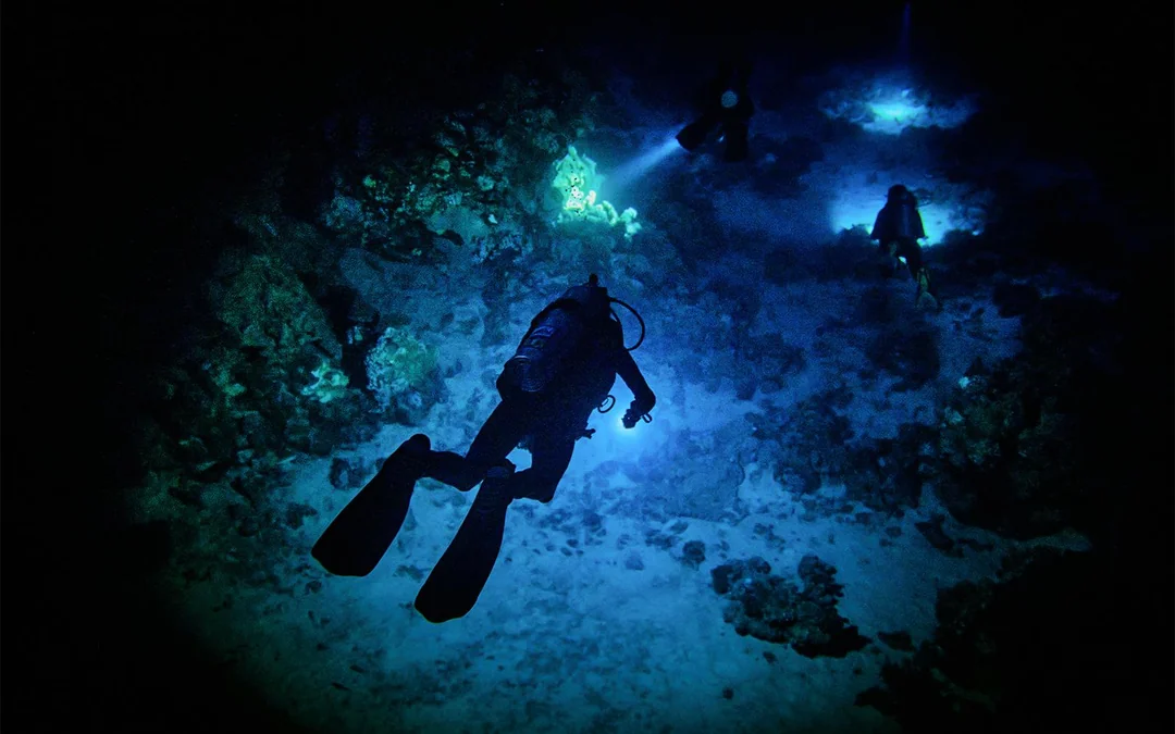Maui Night Dive Tours Image 4