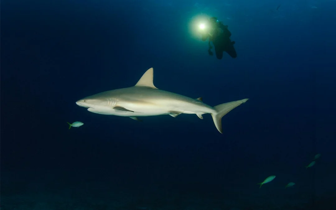 Maui Night Dive Tours Image 5