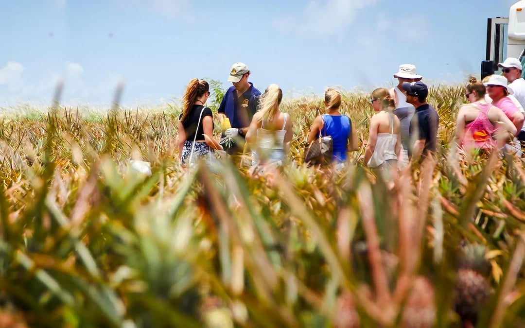 Maui Pineapple Tour: Guided Farm Tour Image 1