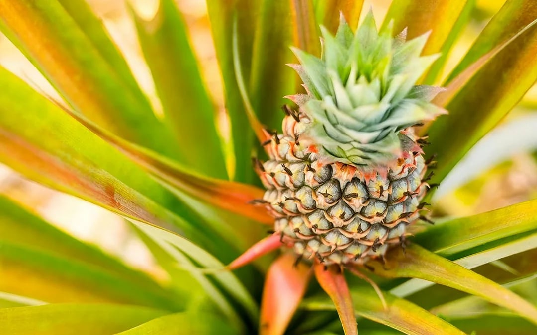 Maui Pineapple Tour: Guided Farm Tour Image 2