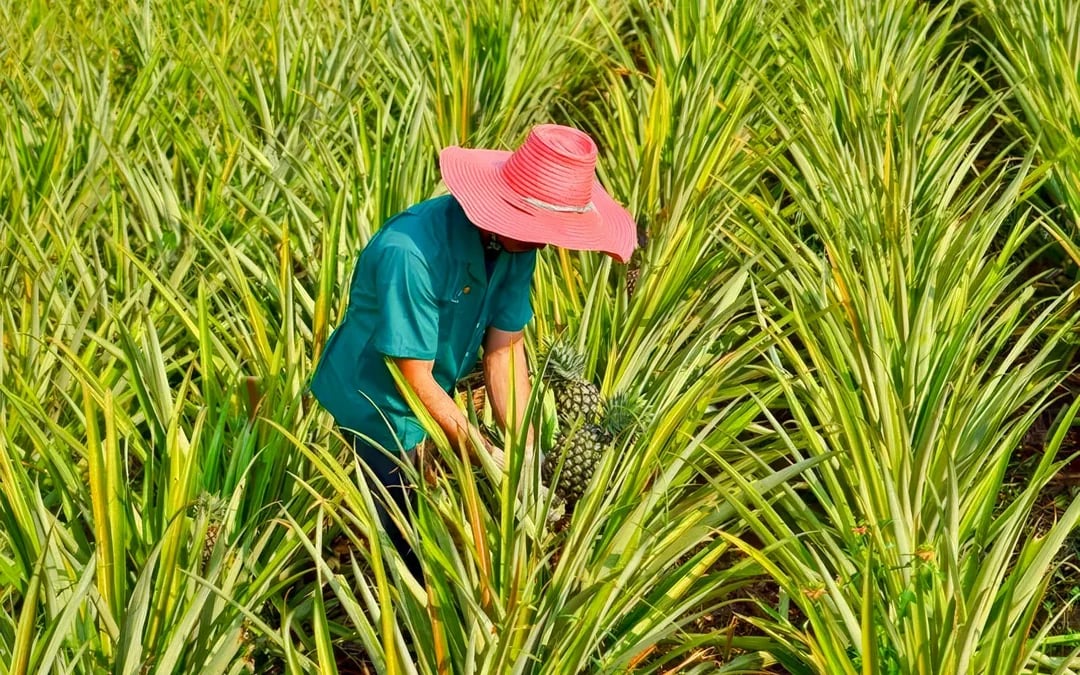 Maui Pineapple Tour: Guided Farm Tour Image 4