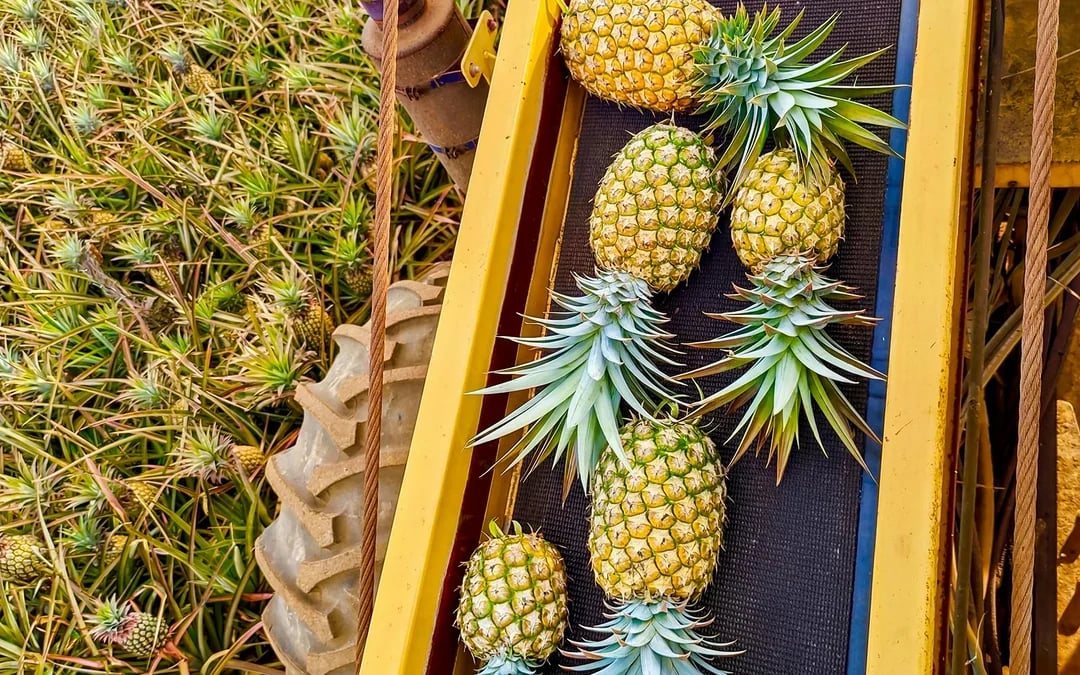 Maui Pineapple Tour: Guided Farm Tour Image 5