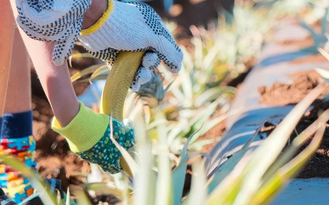Maui Pineapple Tour: Guided Farm Tour Image 8